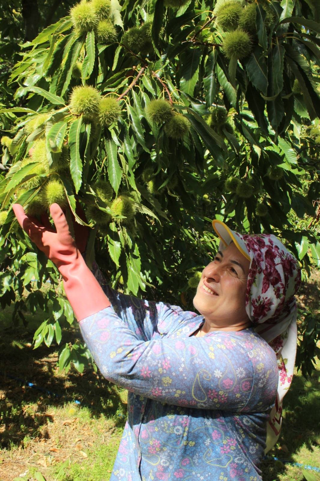 Turfanda kestane hasadı başladı. İlk ürün burada toplandığı için Araplar'ın gözdesi oldu 2